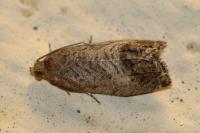 Cydia splendana