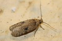 Agonopterix propinquella