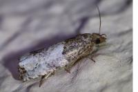 Notocelia roborana