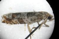 Ancylis achatana
