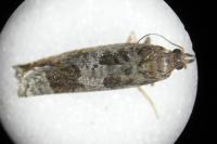 Ancylis achatana