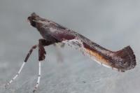 Caloptilia fidella