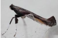 Caloptilia fidella