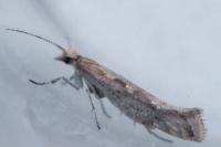 Plutella xylostella