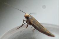 Zelleria hepariella