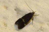 Oxypteryx atrella