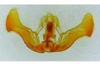 Eucosma cana