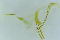 Cnephasia incertana