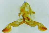 Grapholita compositella