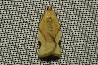 Paramesia gnomana
