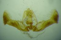 Eucosma conterminana