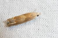 Eucosma conterminana