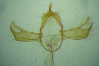 Blastobasis phycidella
