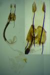 Coleophora alcyonipennella