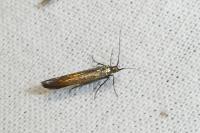Coleophora alcyonipennella