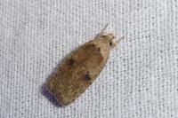 Agonopterix propinquella