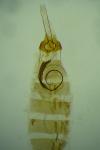 Coleophora therinella