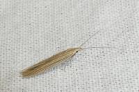Coleophora therinella