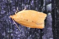 Clepsis consimilana