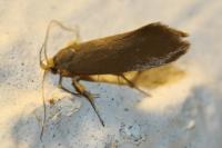 Crassa unitella