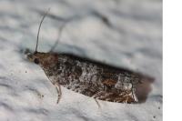 Ancylis achatana