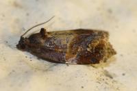 Ditula angustiorana