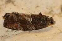 Eudemis profundana