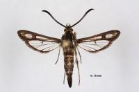 Chamaesphecia mysiniformis
