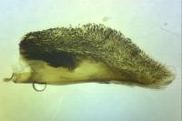 Chamaesphecia mysiniformis