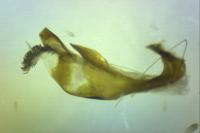 Chamaesphecia mysiniformis