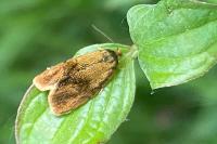 Ptycholoma lecheana