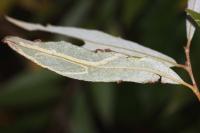 Phyllocnistis valentinensis