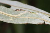 Phyllocnistis valentinensis