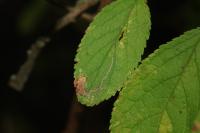 Stigmella plagicolella