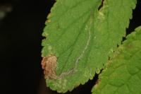 Stigmella plagicolella