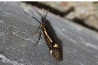 Esperia sulphurella