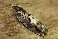 Pammene argyrana