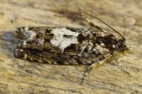 Pammene argyrana