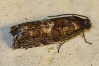 Pammene splendidulana