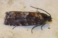 Pammene splendidulana