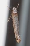 Pseudoswammerdamia combinella