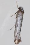 Pseudoswammerdamia combinella