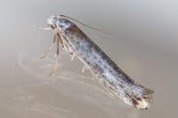 Pseudoswammerdamia combinella