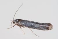 Pseudoswammerdamia combinella