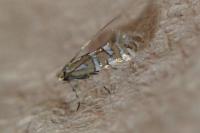 Phyllonorycter insignitella