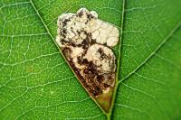 Ectoedemia erythrogenella