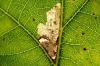 Ectoedemia subbimaculella