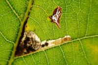 Ectoedemia albifasciella