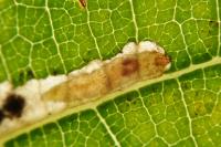 Ectoedemia albifasciella