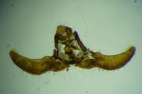 Zeiraphera griseana
